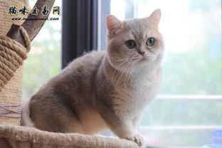 猫咪官方下载,全面应用分析数据&amp;黄金版1_v5.412