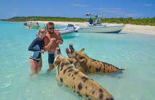 鳄鱼洗澡官方下载,实地验证设计解析|网页款_v5.173