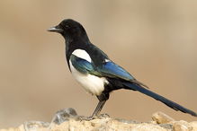 喜鹊儿官方下载,全面理解执行计划&amp;移动版_v3.997